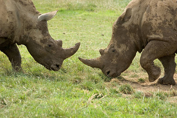 Rhino Stand Off Two Rhinos facing each other agressively activation booth stock pictures, royalty-free photos & images