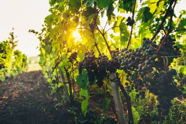 Ripe Grapes On The Vineyard At Sunrise, Autumn. Agritourism Rural Concept