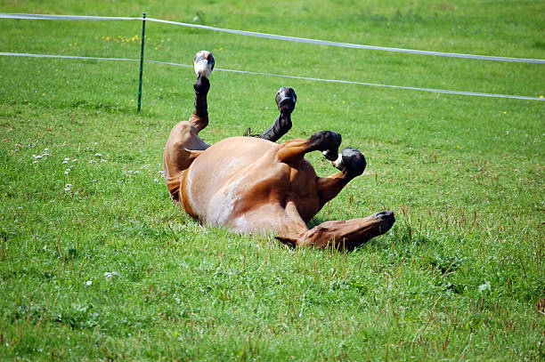 istock gelding horse rolling in a field 90819077