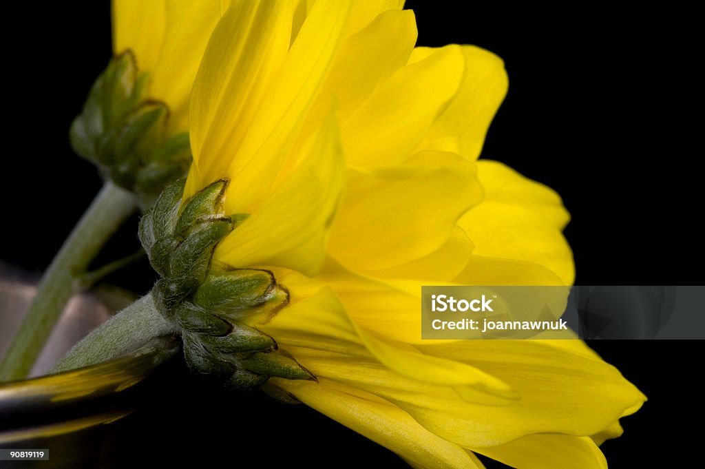 Gelbe Blumen - Lizenzfrei Bewegungsunschärfe Stock-Foto