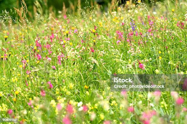 Photo libre de droit de Fleuri Herbe Pleny De Fleurs Sauvages banque d'images et plus d'images libres de droit de Jachère - Jachère, Jardin de la maison, Biodiversité