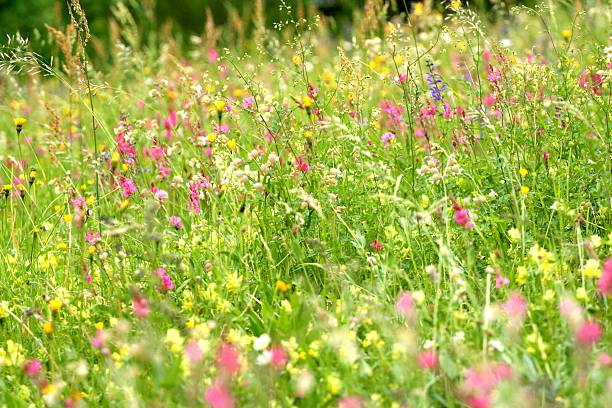 Wildflowers