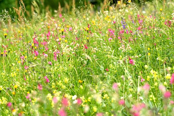 Flowered grass, a pleny of wildflowers stock photo