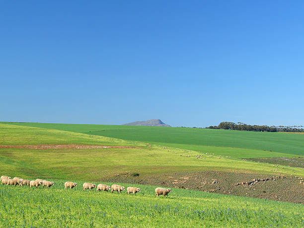 istock Sheep Grazing in a Green Field 1 90819363