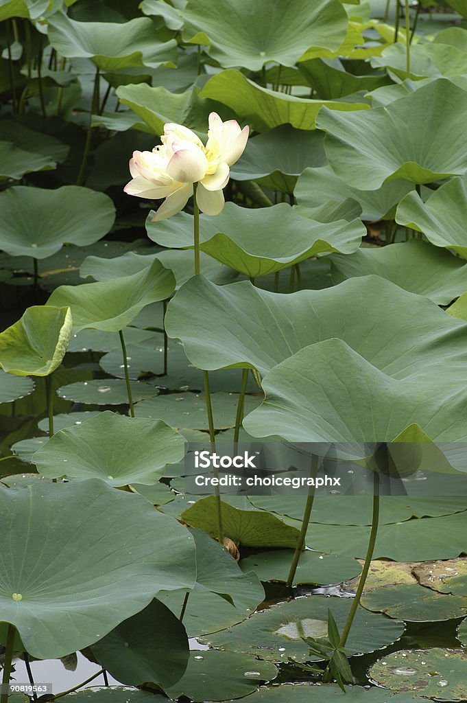 Lily en flor - Foto de stock de Agua libre de derechos