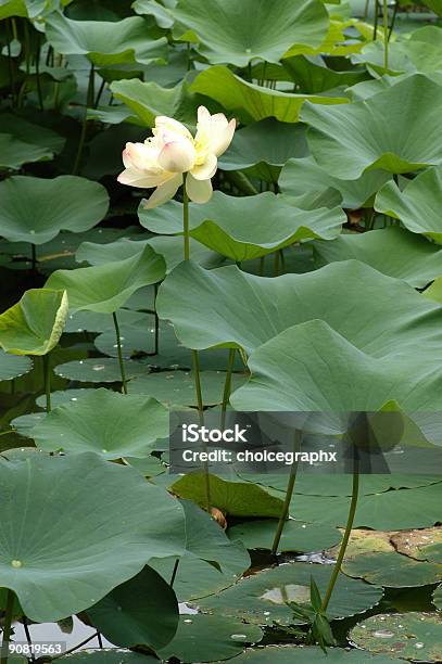 Lily W Bloom - zdjęcia stockowe i więcej obrazów Bez ludzi - Bez ludzi, Fotografika, Kwiat - Roślina