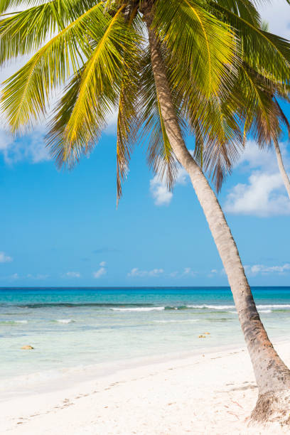 istock Beautiful Dominican Republic 908197642