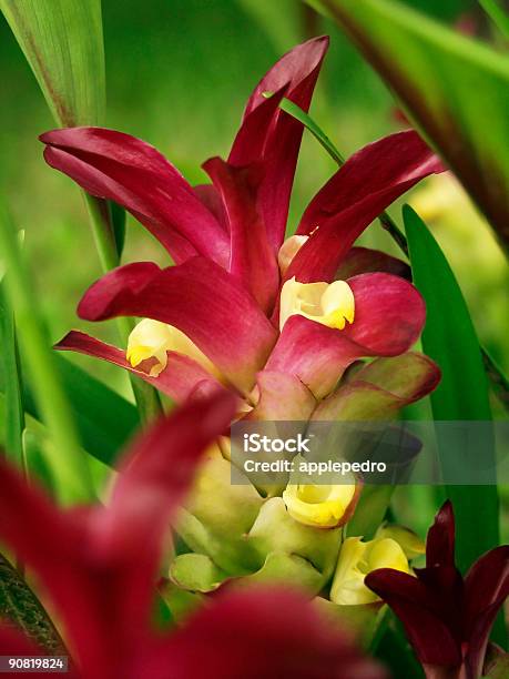 Red Plant Stock Photo - Download Image Now - Color Image, Cultivated, Green Color