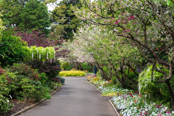 istock Spring alley with blooming trees and flowers 908199840