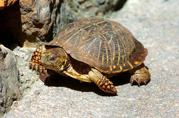 Turtle 1 stock photo