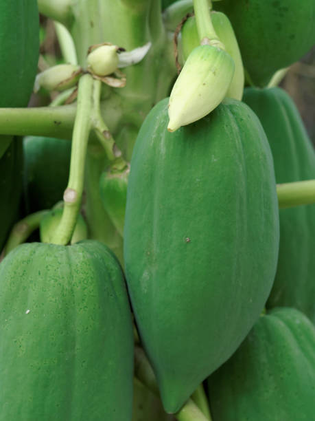 istock Papaya growing on the tree showing the growing process from white small fruit to ripe green fruit 908204030
