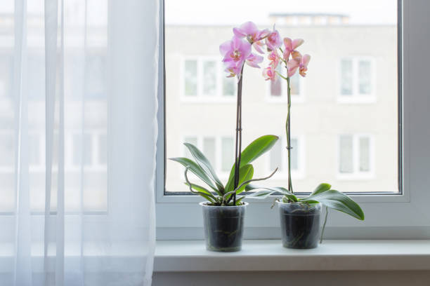 beautiful orchids on windowsill stock photo
