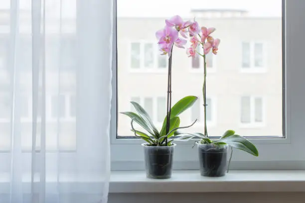 beautiful orchids on windowsill