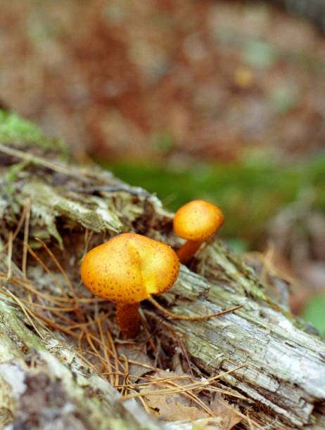 istock Mushrooms growing on tree branch. Shot on film 908205276
