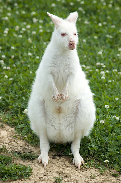 Albino Wallaby stock photo