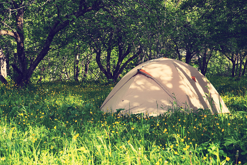 Tent stands on a meadow amid lush grass, field flowers and green trees on a wonderful sunny day. Travel in a spring mountains.