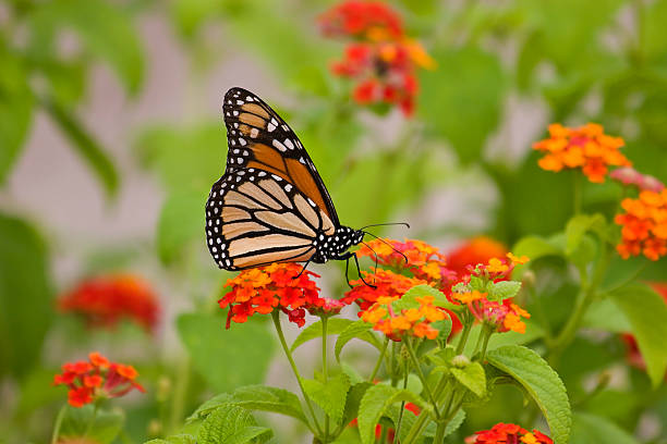istock A stunning monarch butterfly on a flower 90820890