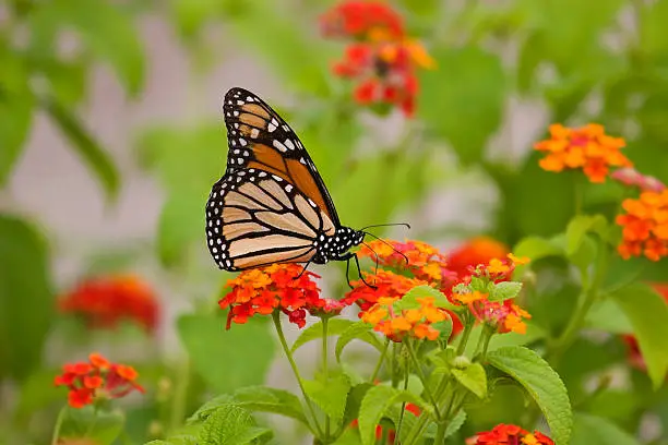Photo of A stunning monarch butterfly on a flower