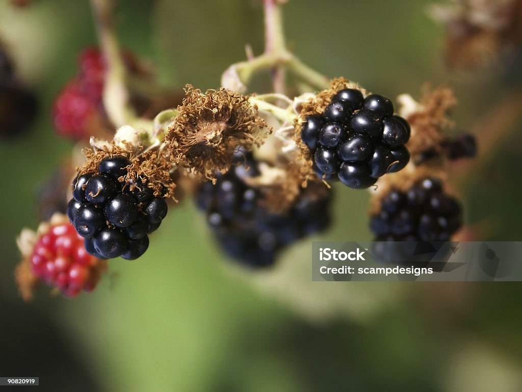Орегон Blackberry - Стоковые фото Антиоксидант роялти-фри