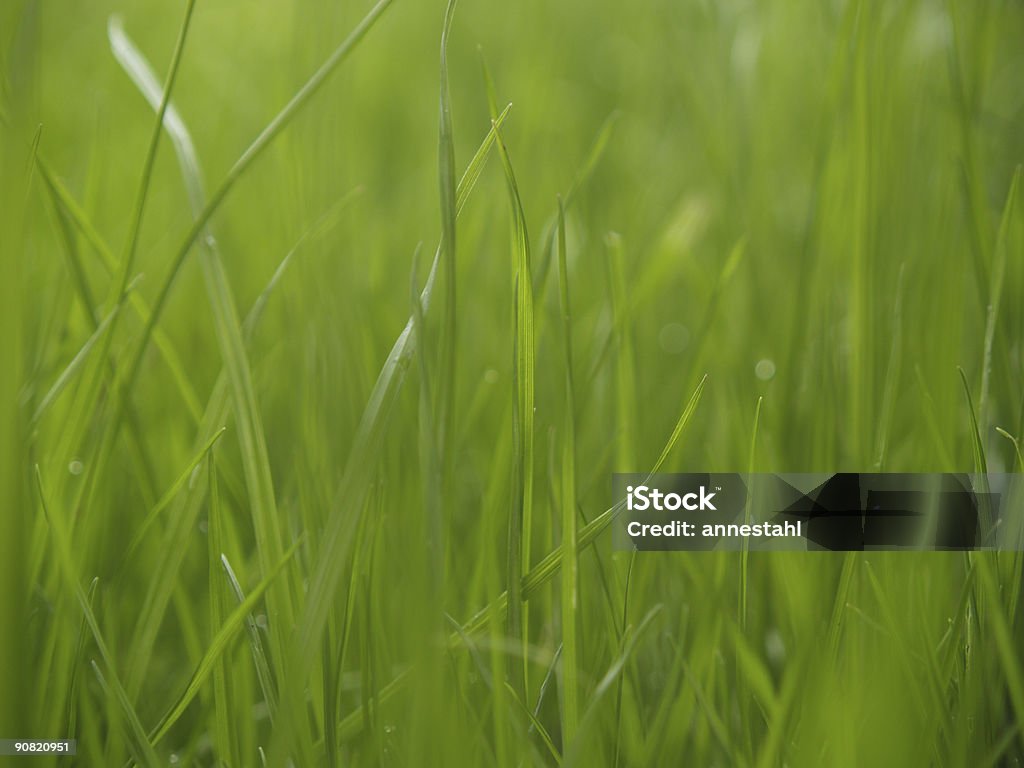 Gras im Regen - Lizenzfrei Bildhintergrund Stock-Foto