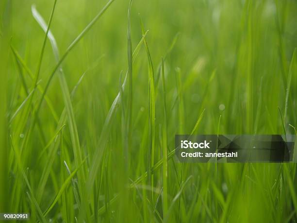 Gras Im Regen Stockfoto und mehr Bilder von Bildhintergrund - Bildhintergrund, Extreme Nahaufnahme, Farbbild