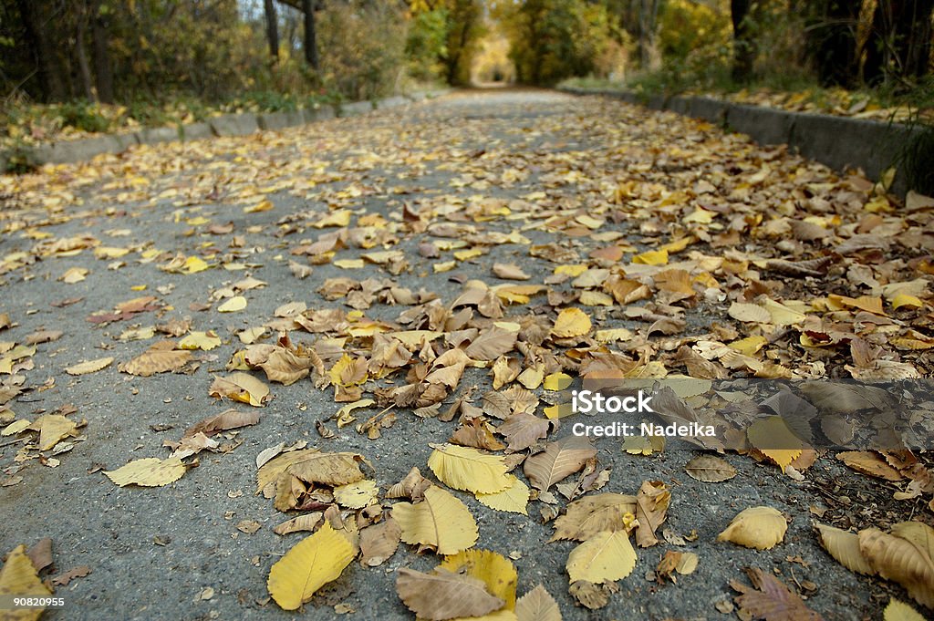 Close-up di foglie su un marciapiede - Foto stock royalty-free di Acero