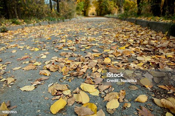 Closeup Di Foglie Su Un Marciapiede - Fotografie stock e altre immagini di Acero - Acero, Aiuola, Albero