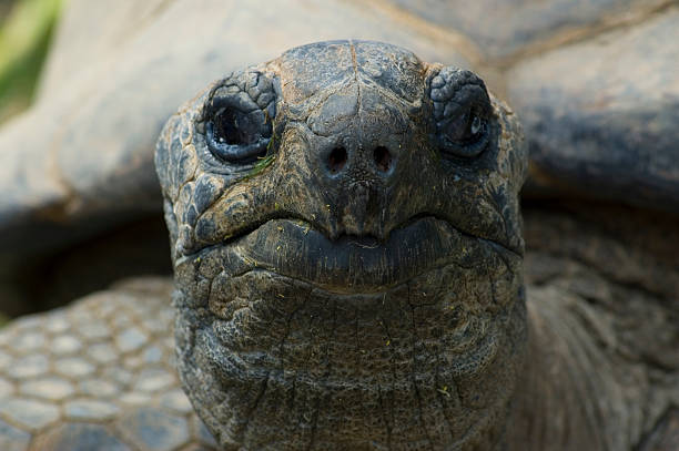 istock giant tortois looking at you, sharp on the nose 90820999