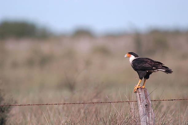 istock Crested Caracara on a fencepost 90821242