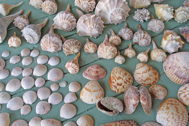 Collection of seashells stock photo