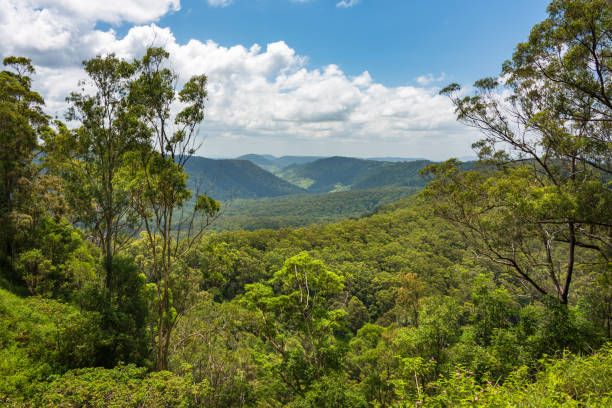 istock Beautiful panoramic view over tropical rain forest tree canopies 908213036