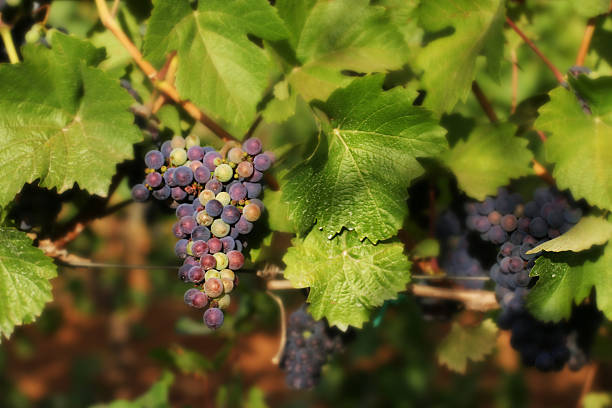 la maturazione uve - uva zinfandel foto e immagini stock