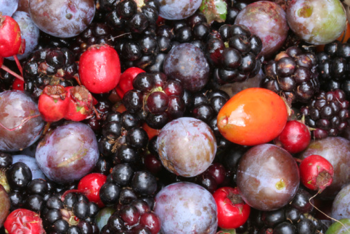close up of a collection of colourful edible wild berries