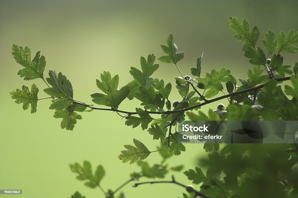 Bush en las zonas rurales de Irlanda - Foto de stock de Afilado libre de derechos