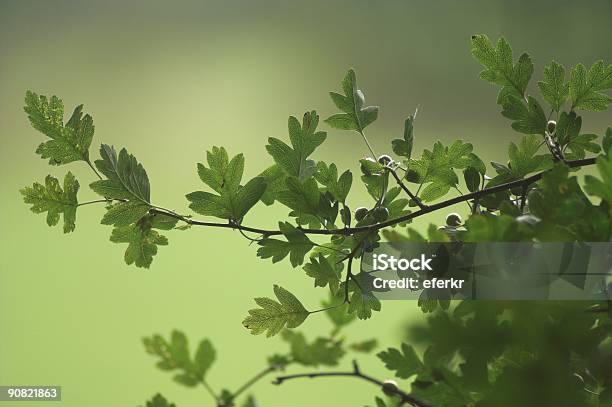 Bush En Las Zonas Rurales De Irlanda Foto de stock y más banco de imágenes de Afilado - Afilado, Aire libre, Arbusto