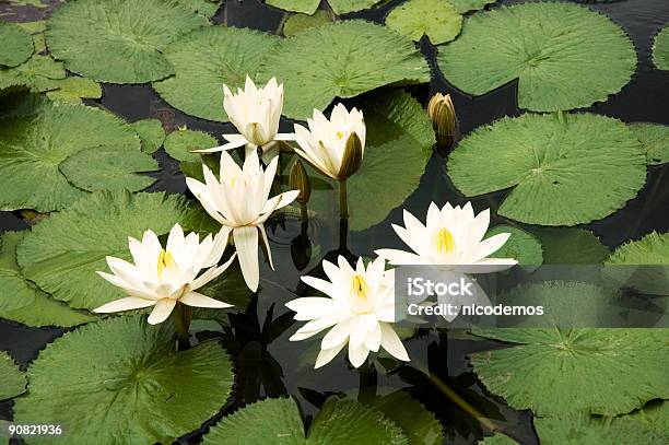 Photo libre de droit de Nénuphar Blanc banque d'images et plus d'images libres de droit de Beauté de la nature - Beauté de la nature, Couleur verte, Eau