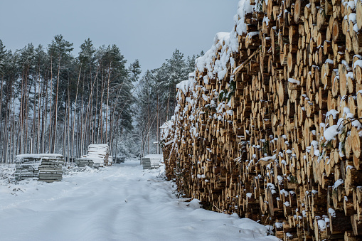 A pile of wood covered with snow. Winter coat, forest road and a pile of coniferous wood next to it. Season winter.