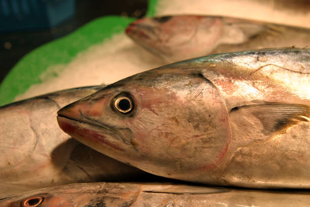 istock Fresh Fish at Seafood Market Barcelona 90822253