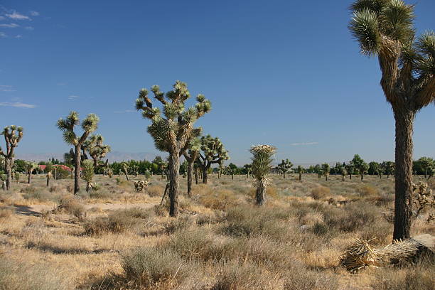 Joshua trees in the Antelope Valley  lancaster texas stock pictures, royalty-free photos & images