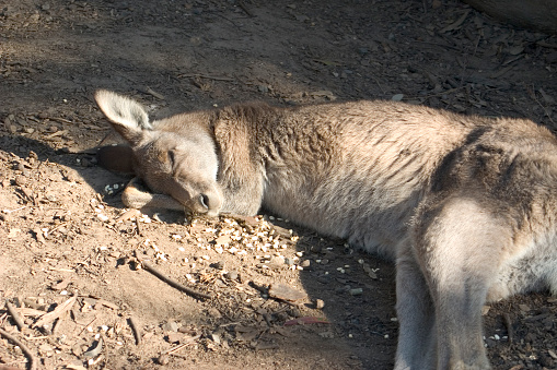 Grey kangaroos in Australia
