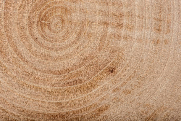 istock Ash wood slab texture with annual rings. 908223376