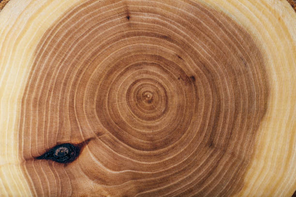 istock Ash wood slab texture with annual rings. 908223592