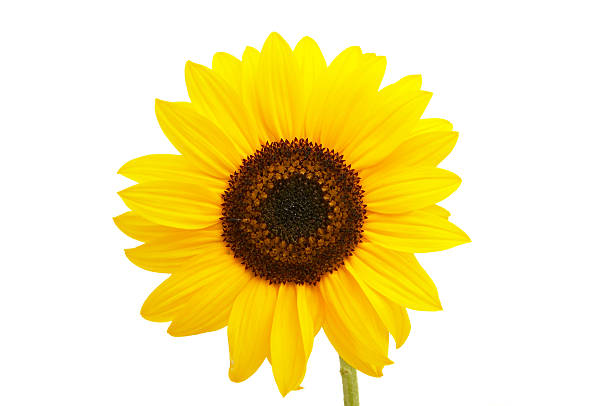 istock Yellow sunflower isolated on white background 90822373