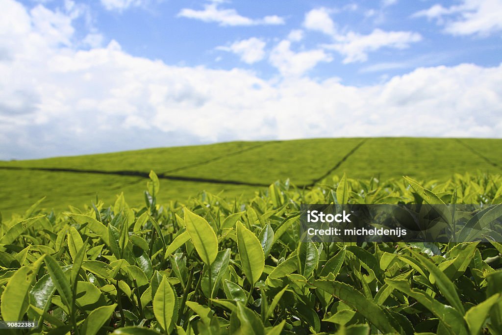 Plantação de chá - Foto de stock de Quênia royalty-free