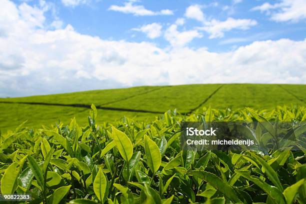 Foto de Plantação De Chá e mais fotos de stock de Quênia - Quênia, Plantação, Chá - Colheita