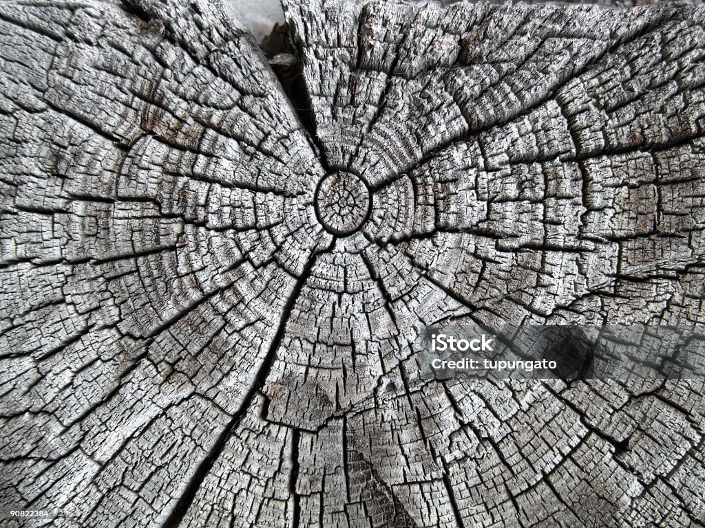 Alte Eiche und Gebrochen - Lizenzfrei Alt Stock-Foto