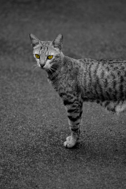istock cats, eyes and abdomen bend 908224486