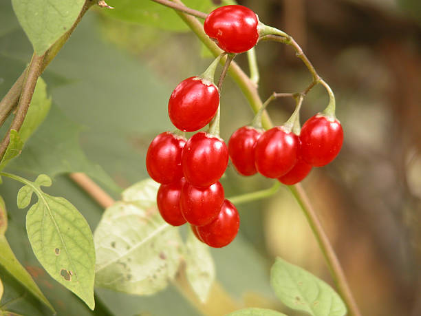 red berries stock photo