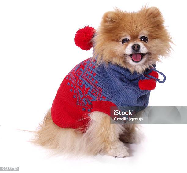 Foto de Pronta Para O Inverno e mais fotos de stock de Filhote de cachorro - Filhote de cachorro, Suéter, Inverno