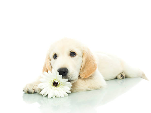 puppy with spring flower stock photo